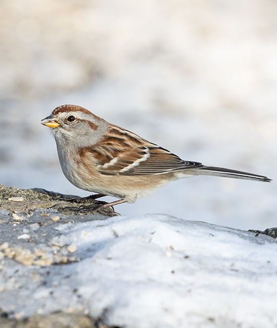 A bird on the snowy ground during winter