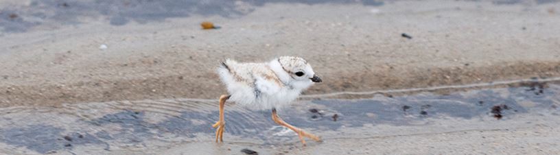 Plover Walking